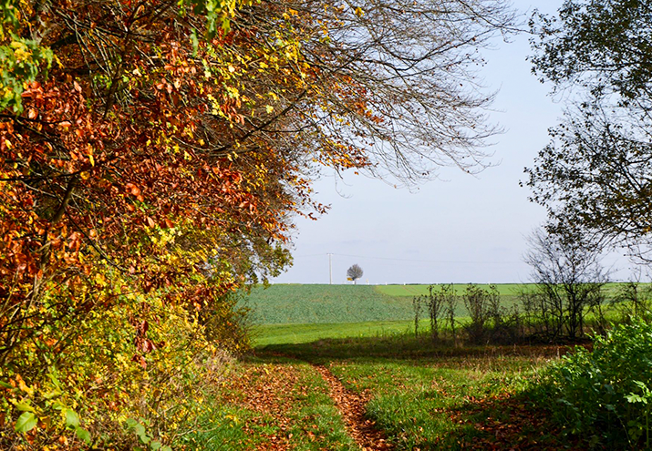 DIFA Wanderung 03.11.24